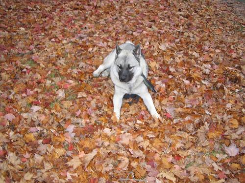 Dog