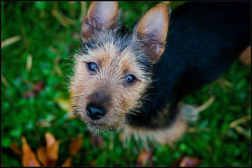 Dog