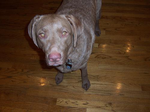 Dog