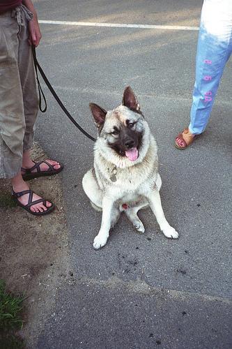 Dog