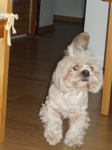 Dog