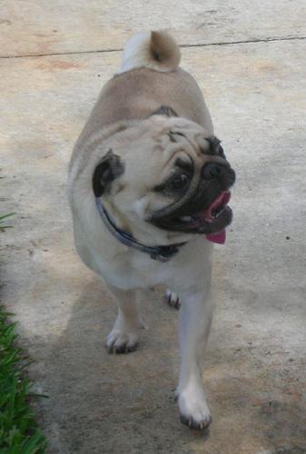 Dog