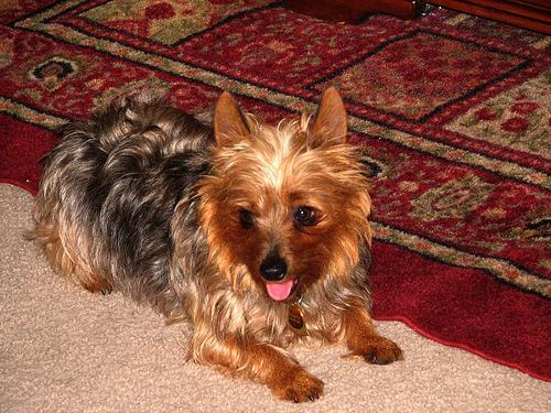 Dog
