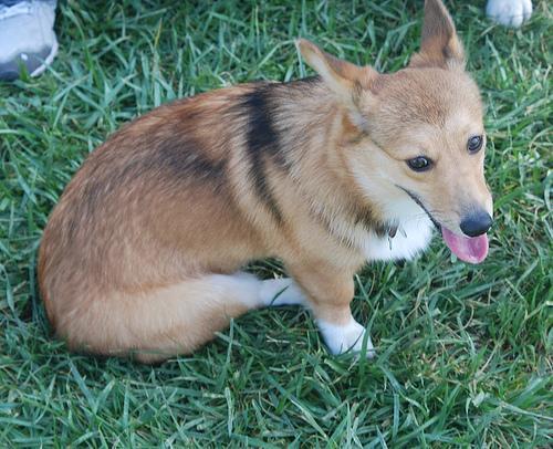 Dog