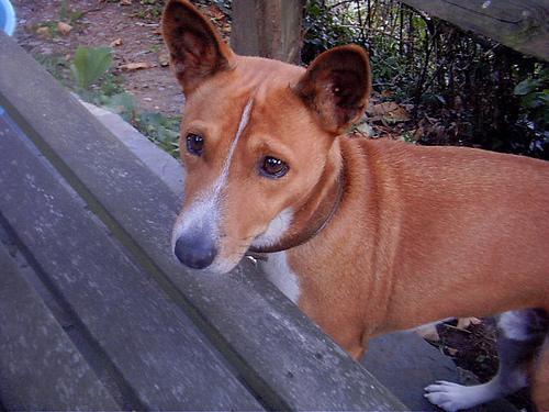 Dog