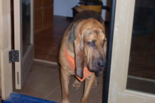 Dog