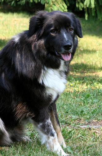 Dog