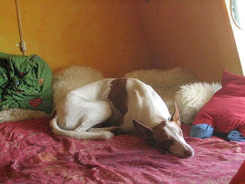 Dog