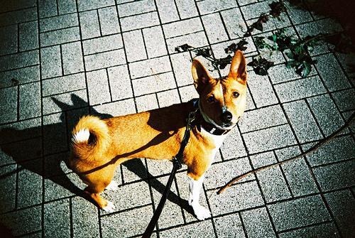 Dog