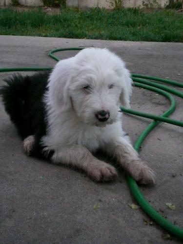 Dog