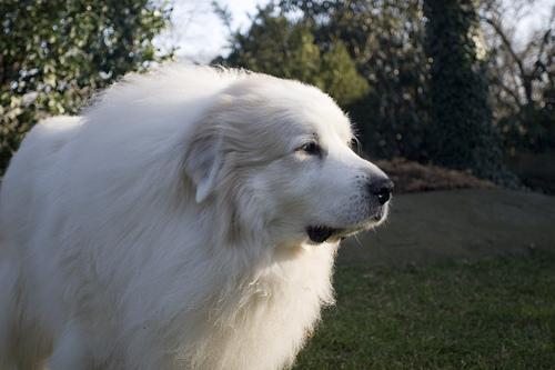 Dog