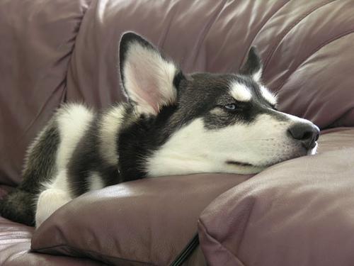 Dog