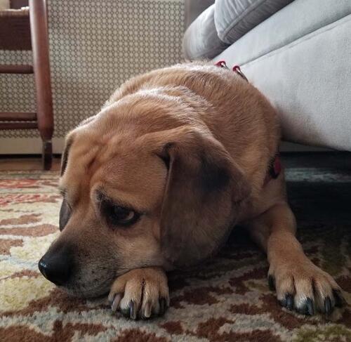 Dog