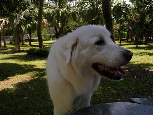Dog