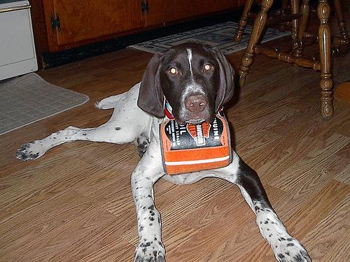 Dog