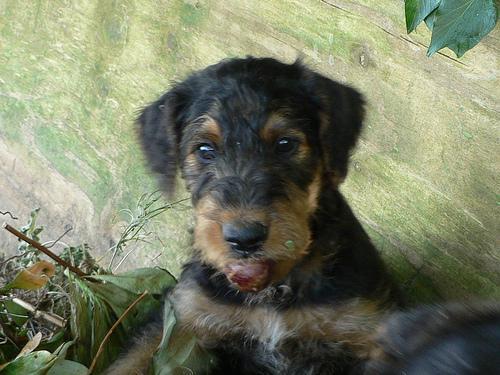 Dog