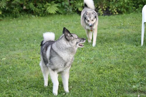 Dog