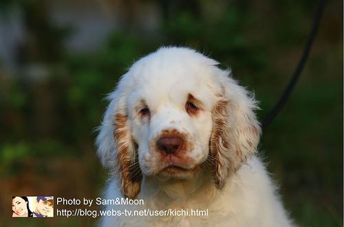Dog