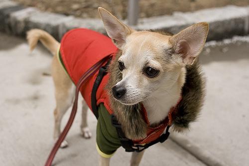 Dog