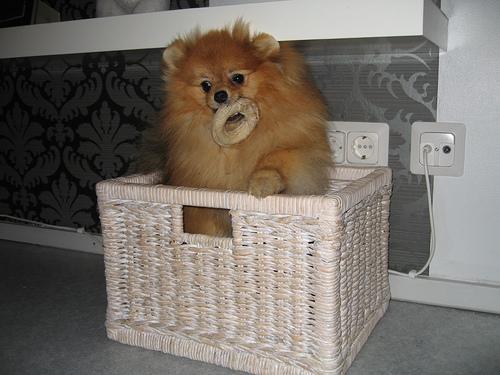 Dog