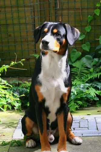 Dog