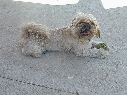Dog
