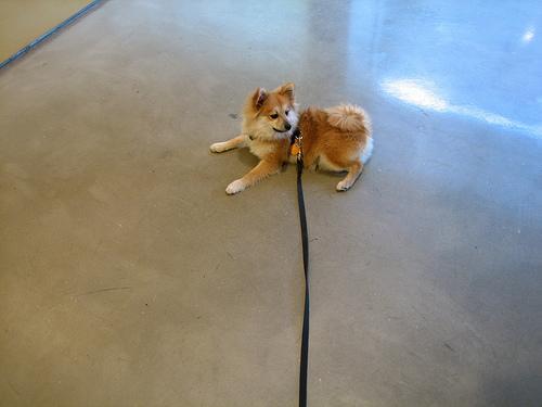 Dog