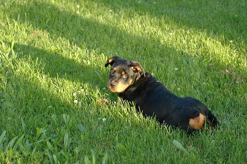 Dog