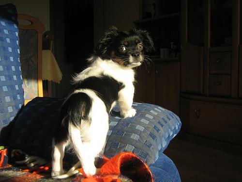 Dog