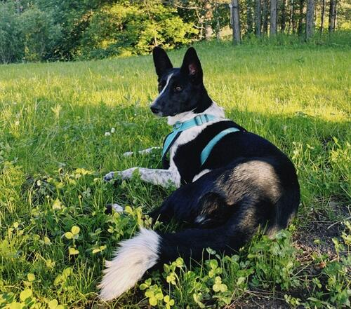 Dog