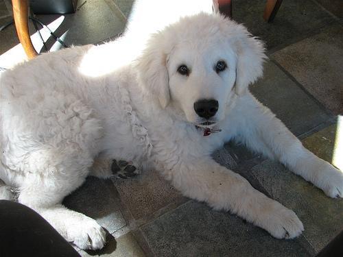 Dog