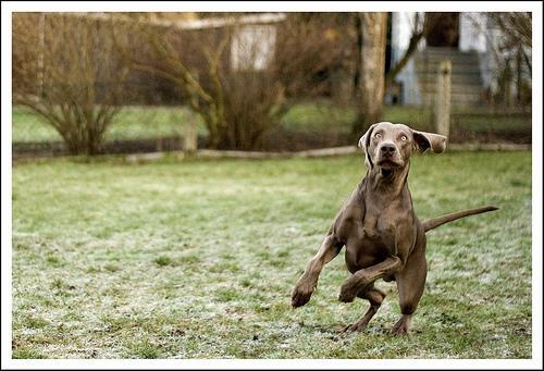 Dog