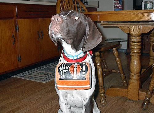 Dog