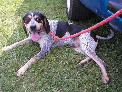 Dog