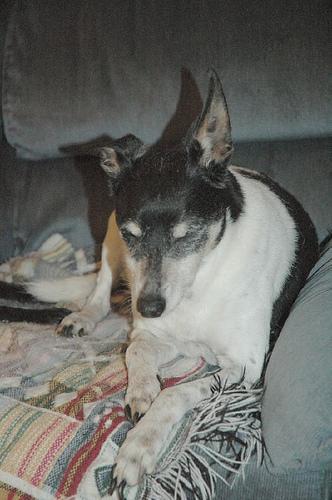 Dog