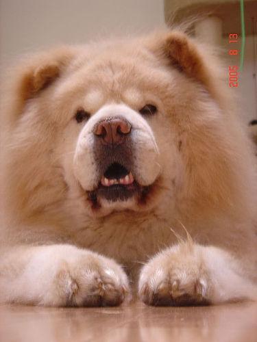 Dog