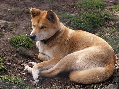 Dog