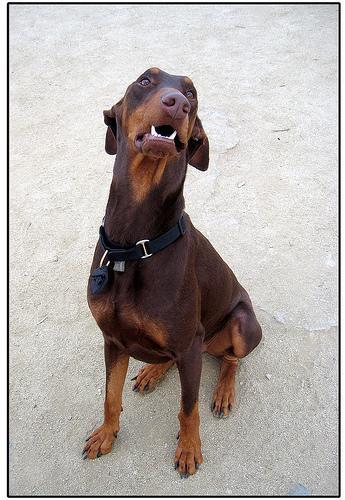 Dog