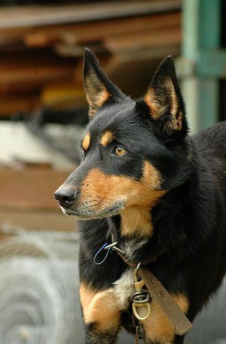 Dog