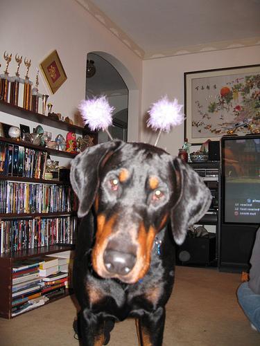Dog