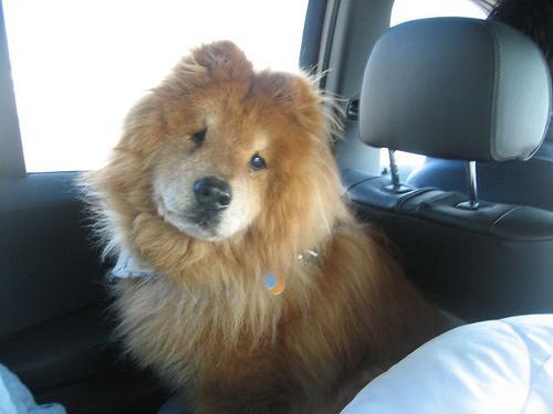 Dog