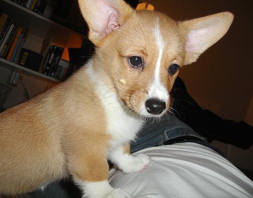 Dog