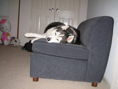 Dog