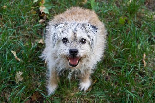 Dog