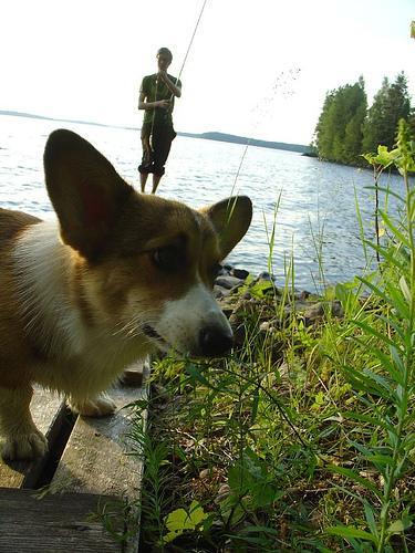 Dog