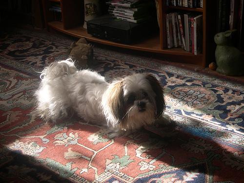 Dog