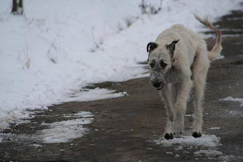 Dog