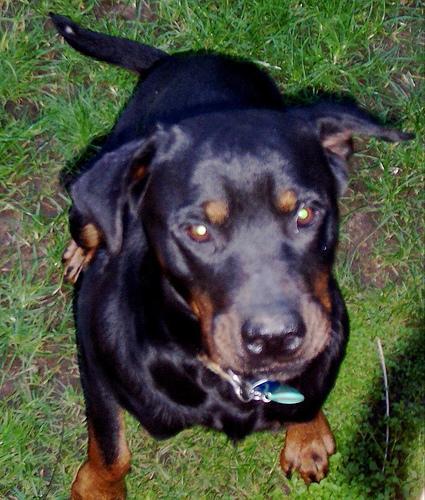 Dog