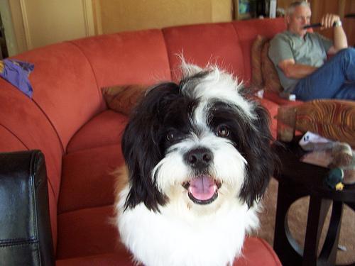 Dog