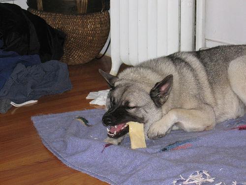 Dog